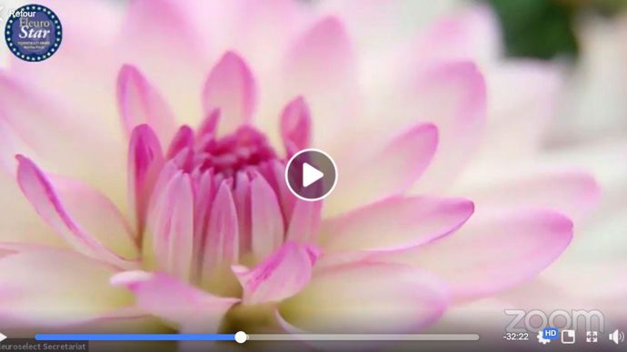 Dahlia x hybrida ‘Sincerity’, de l’obtenteur allemand Syngenta Flowers. Ce cultivar a gagné le concours FleuroStar 2020/21 de Fleuroselect lors d’une cérémonie en ligne sur Facebook. ©Fleuroselect